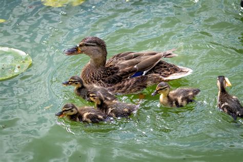 Mallard Chicks Duck Free Stock Photo Public Domain Pictures