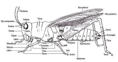 Partes De Un Insecto Partes De Un Insecto Insectos Partes De La Misa