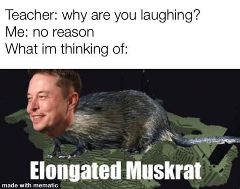 Elongated muskrat : r/dankmemes