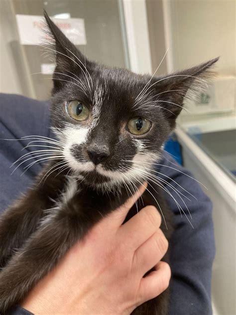 Rspca Appeal After Kitten Abandoned In Zip Up Cat Carrier Katzenworld