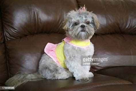 Shih Tzu Bow Photos And Premium High Res Pictures Getty Images