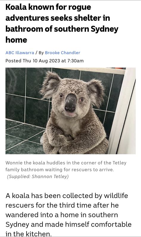 10 Guy Meme Koala