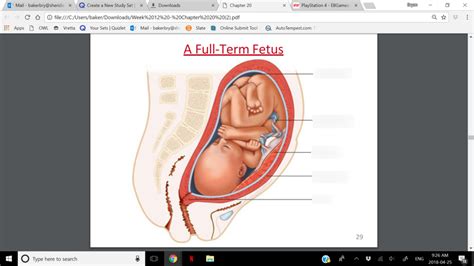 Full Term Fetus Diagram Quizlet