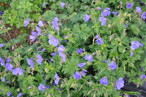 Geranium Orion Jalokurjenpolvi Tommolan Tila