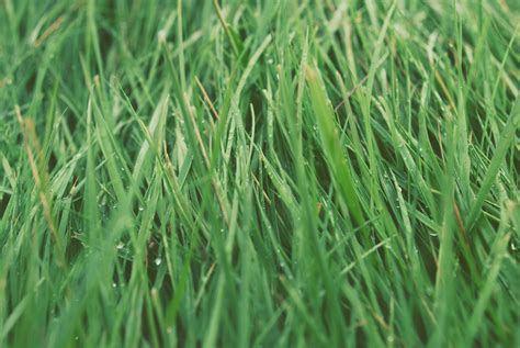 Download Nature Grass 4k Ultra Hd Wallpaper