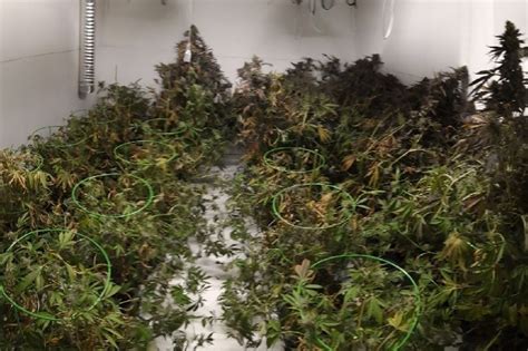 Man Arrested After Police Discover £100k Cannabis Farm In House In Urmston Manchester Evening News