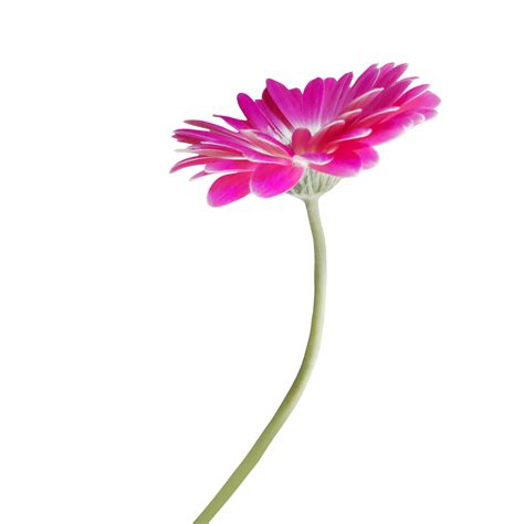 Pink Gerbera Flower 21454744 Png