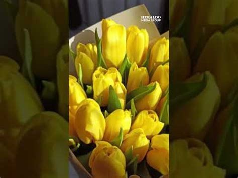 Cuándo regalar flores amarillas significado y ocasiones especiales