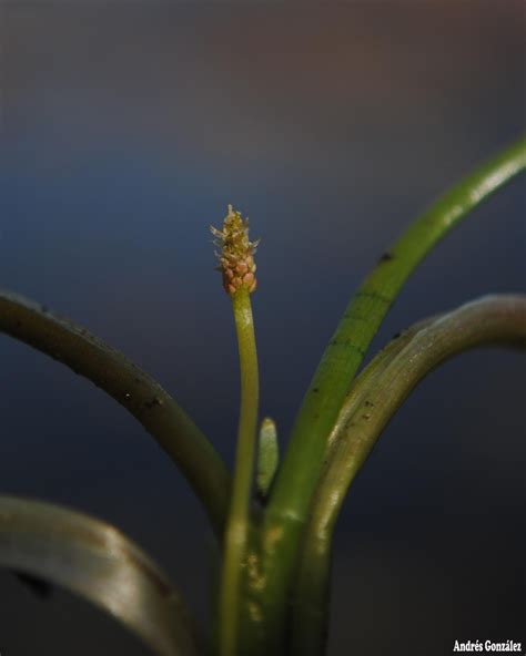 FOTOS DE FLORA NATIVA Y ADVENTICIAS DE URUGUAY : Triglochin scilloides ...