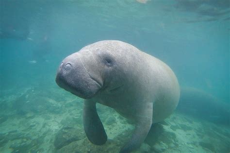 Swim with Manatees in the Florida Springs | Swimming with manatees