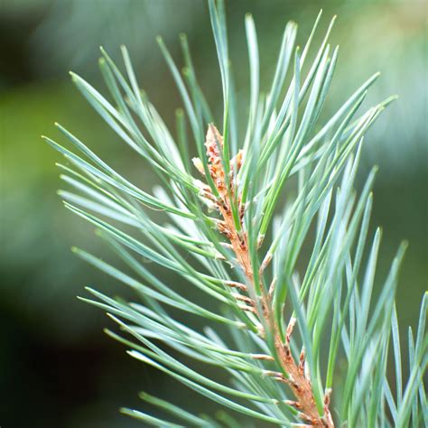 Pine Needle Organic Neter Vital