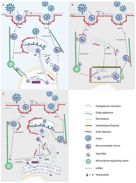 Schematic Representation Of Different Viruses Using The Cytoskeleton To