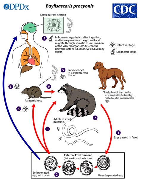 Ascaris Lumbricoides Life Cycle Animation