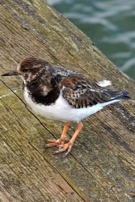 Turnstone Bird Watching Bird Birds