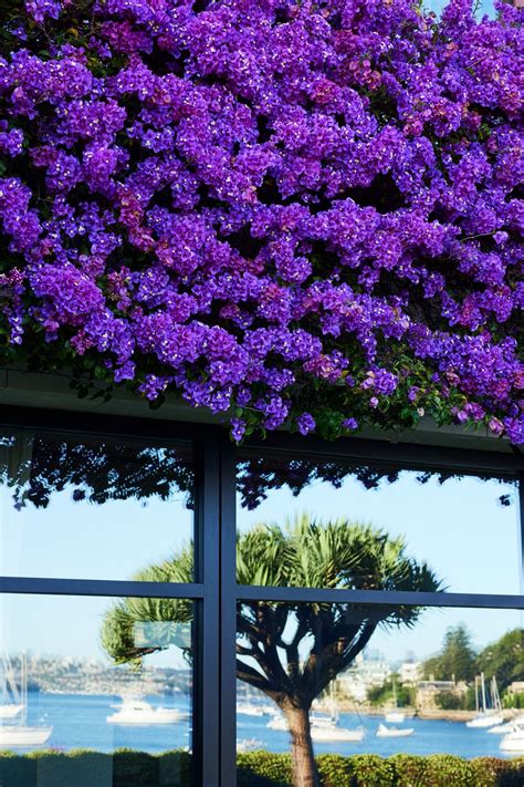 21 of the best shade-loving plants for Australian gardens | ArchiPro AU