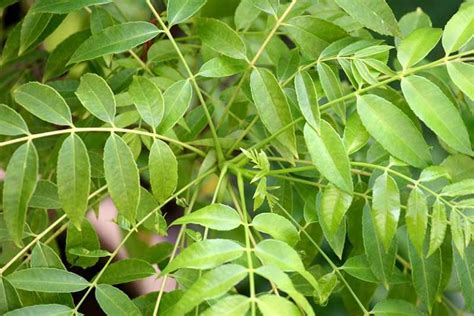 How To Grow Curry Leaf Trees Make House Cool