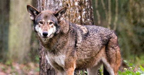 The U.S. Has Updated Its Red Wolf Recovery Plan — Details