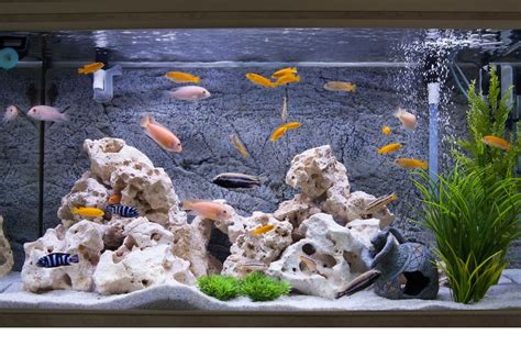 How Often To Change Water In Fish Tank Without Filter Hompros