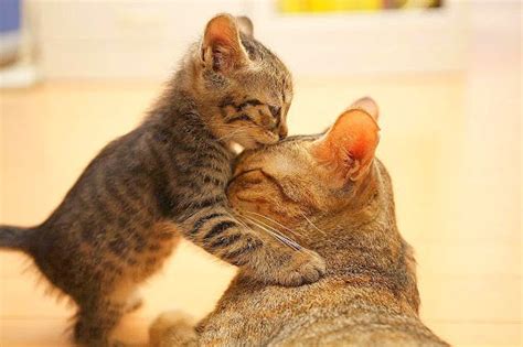 When Can A Kitten Leave Its Mother The Precise Timeline