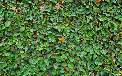 Creeping Fig Plant Gianlucaconall