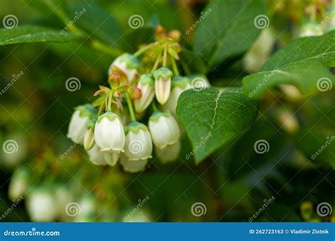 Macro Shot Of White Flowers Of Cultivated Blueberries Or Highbush