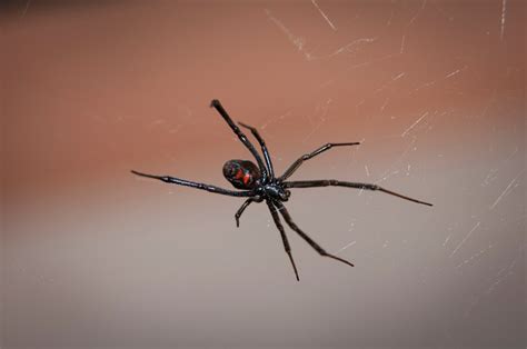 Black Widow Spider Extermination Wichita All Star Pest Control Wichita