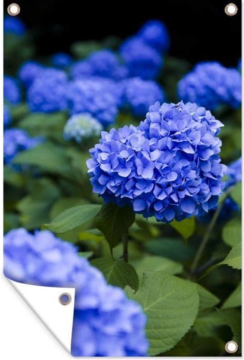 Tuinposter Tuindoek Tuinposters Buiten Close Up Blauwe Hortensia