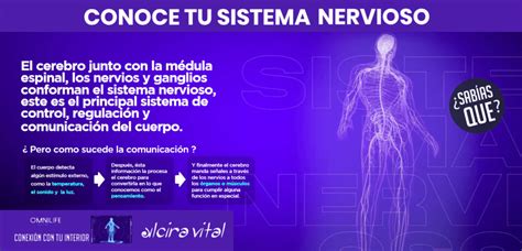 Conoce Tu Sistema Nervioso Alcira Vital