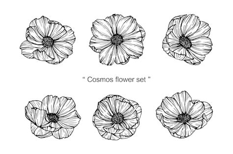 Premium Vector | Cosmos flower drawing illustration