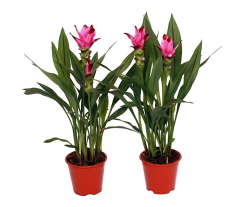 Safranwurz Siam Sublime Höhe 45 60 cm Topf Ø ca 12 cm Curcuma