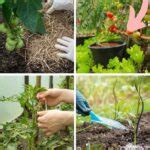 15 Common Tomato Gardening Mistakes That Most People Make TasteAndCraze