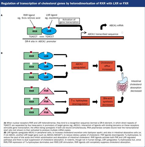 Regulation Of The Cholesterol Efflux Gene Abca1 The Lancet