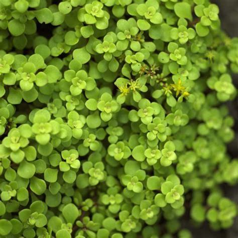 17 Best Sedums That Will Look Gorgeous Even Through Heat Waves And Dry