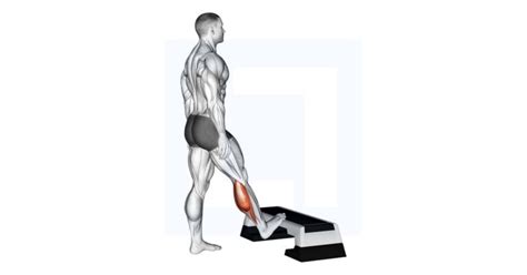 Dumbbell Standing Calf Raise Guide Benefits And Form