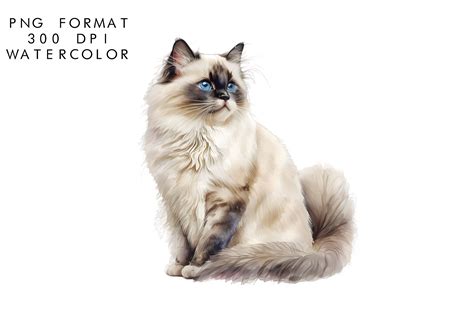 Watercolor Birman Cat Sublimation Graphic By Watercolorbykr Creative