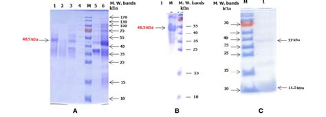 A Sds Page Analysis Indicating The Recombinant Gst Fusion Protein As