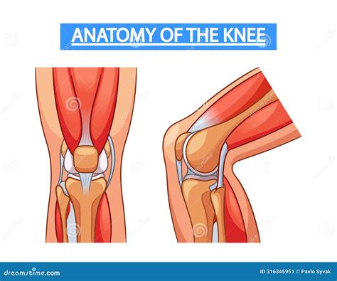 Medical Vector Infographics Detailing The Anatomy Of The Knee Joint