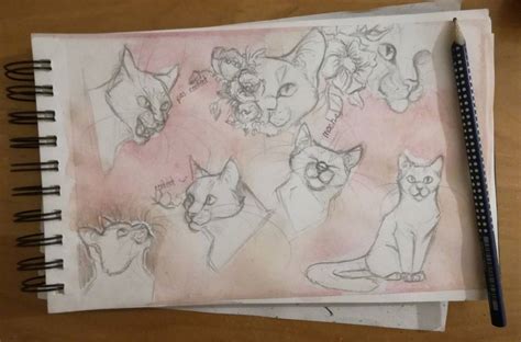 Warrior Cats sketches by PearlNoire on DeviantArt