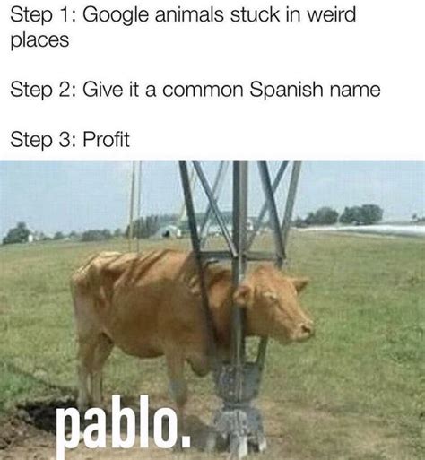 The best Pablo memes :) Memedroid