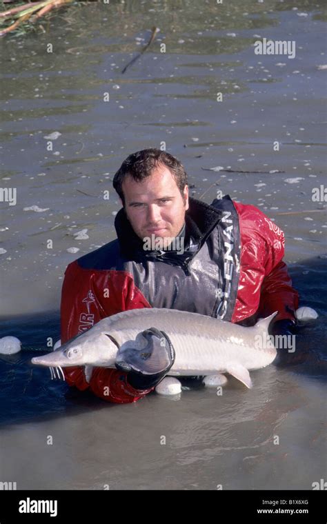 Species acipenser baeri hi-res stock photography and images - Alamy