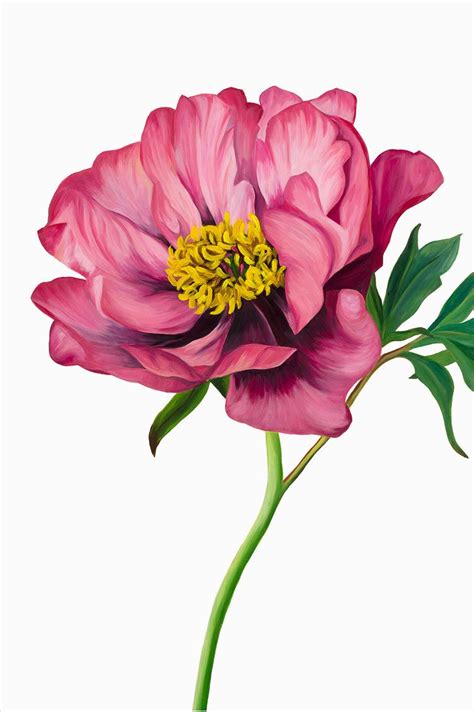 Freya Powell Odette Flower Art Images Botanical Flower Art Flower