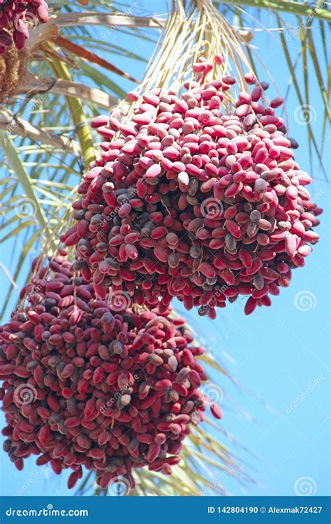 Ripe Fruits Of Date Tree Hang On Tree Dates Hang On Tree Tropical