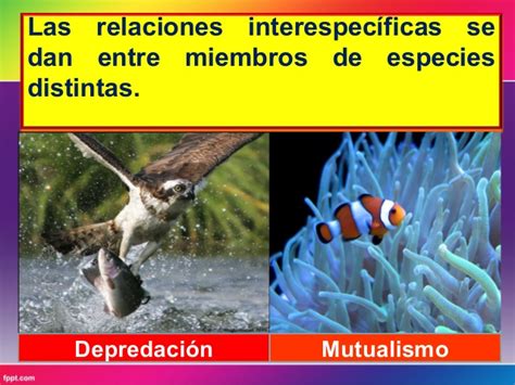 Relación Interespecífica Interación Entre Individuos Ecología Wikisabio