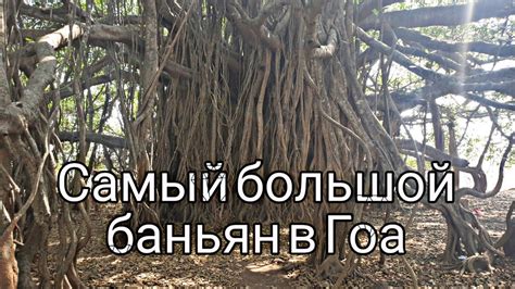 Самый большой баньян в северном Гоа - YouTube
