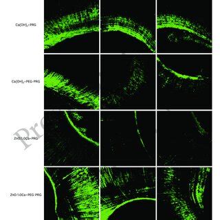 Representative Confocal Laser Scanning Microscopy Images From Each