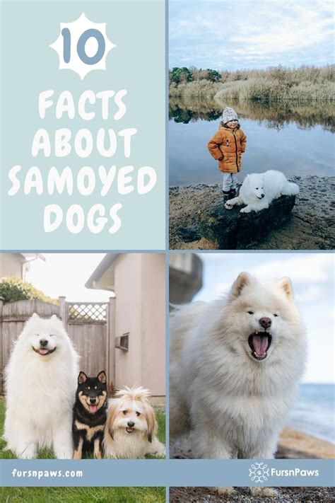 10 Facts About Samoyed Dogs