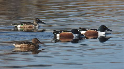 Canards Souchets M Les Et Femelles Jacques Dalmau Flickr