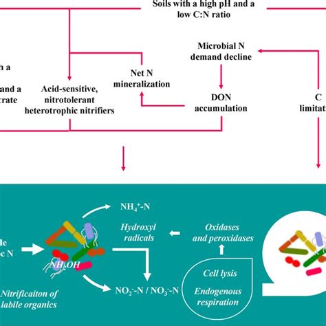 Putative Mechanisms Of Heterotrophic Nitrification Of Organic Nitrogen