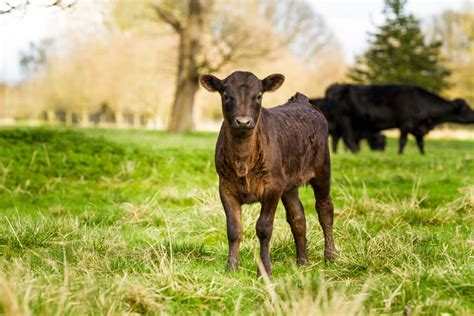 Complete Guide to the Teacup Mini Cow [Milking, Cost, and Potty Training!] - Outdoor Happens ...