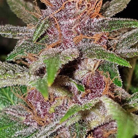 Purple Punch Autoflower Seedstockers Strain Info Growdiaries 6B0